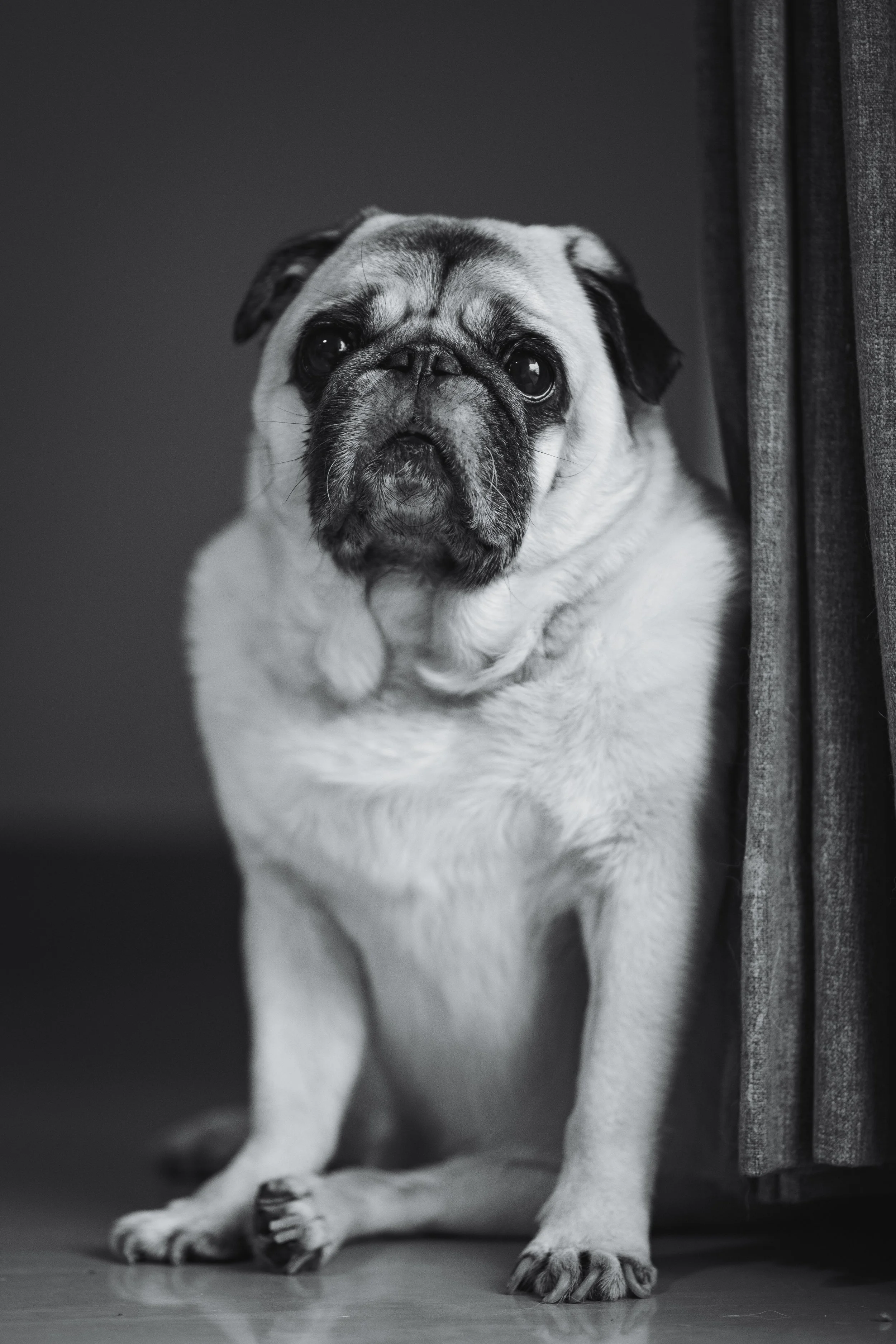 Muffin the pug